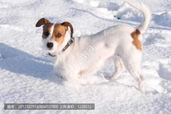 雪中的jack,russell