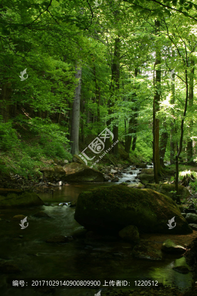 山