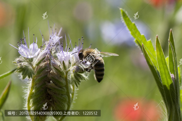 蜜蜂