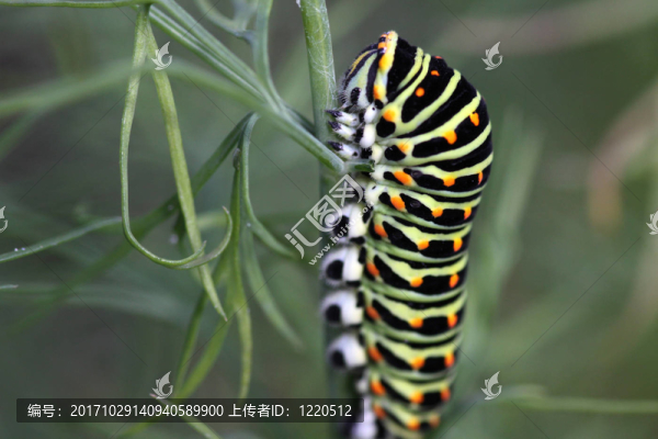 卡特彼勒對茴香鳳蝶