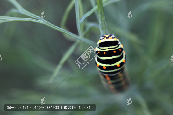 卡特彼勒對茴香鳳蝶