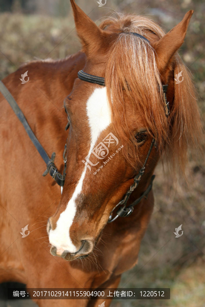 好奇的馬