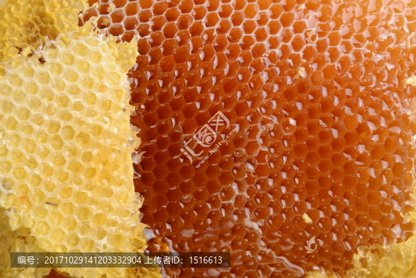 蜂蜜與蜂巢