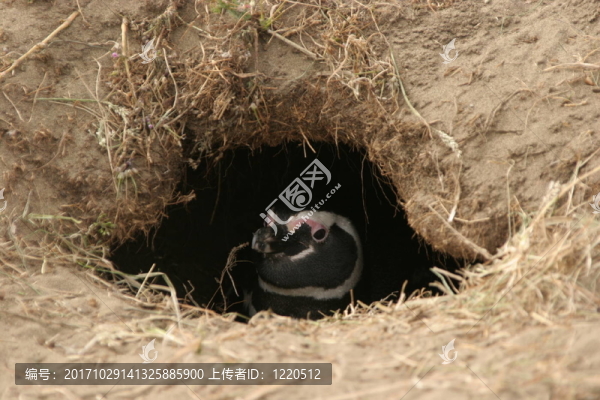 觀察