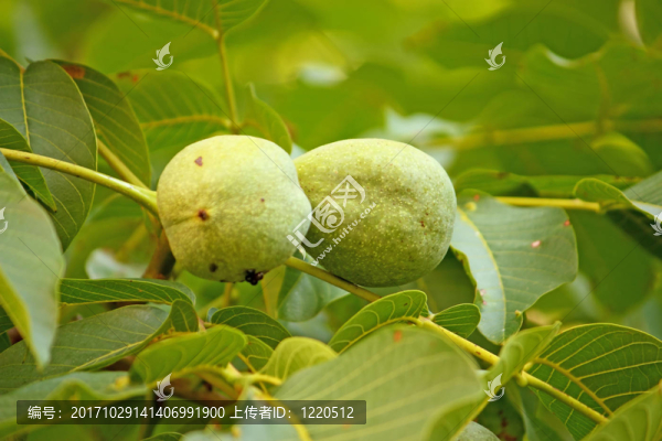 核桃果