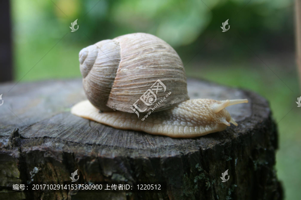 蝸牛