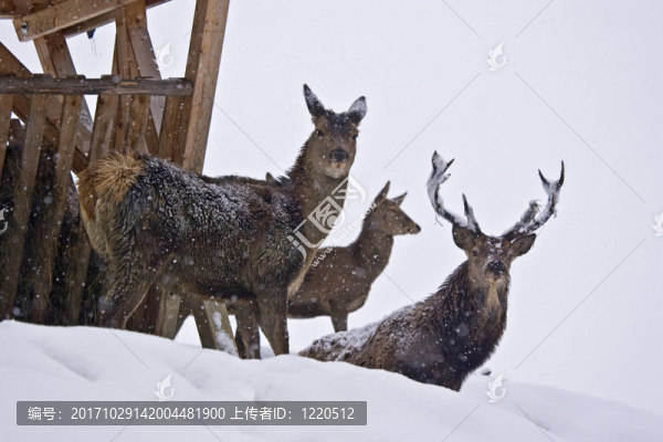 wildfutterung