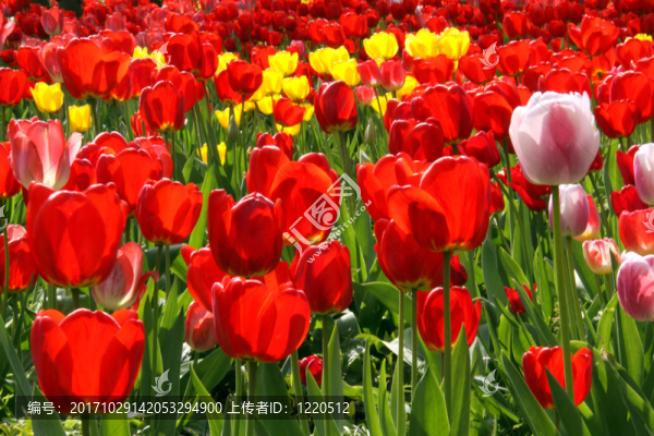 tulpenbl？TE