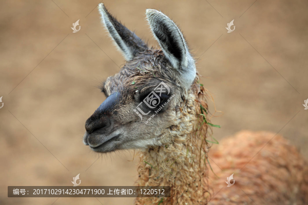 動物