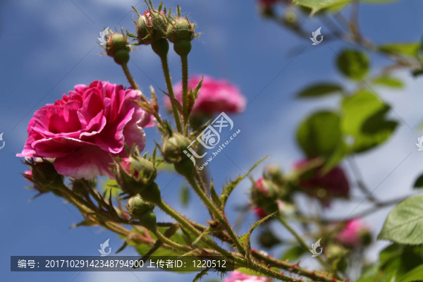 花卉