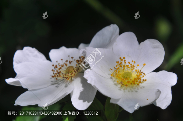 花園