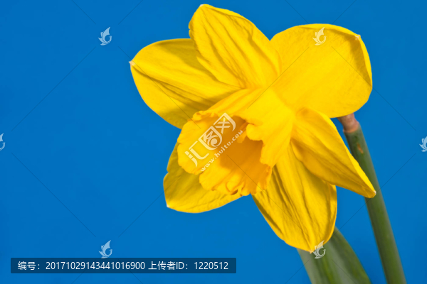 藍(lán)色的花