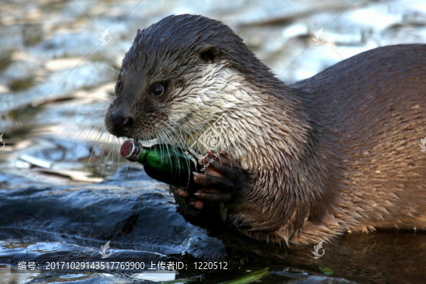 水獺