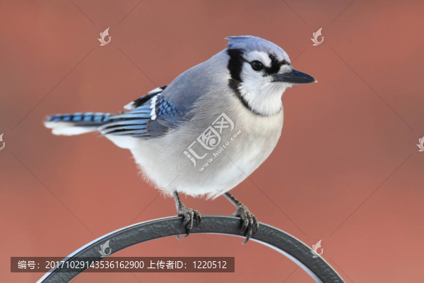 藍色
