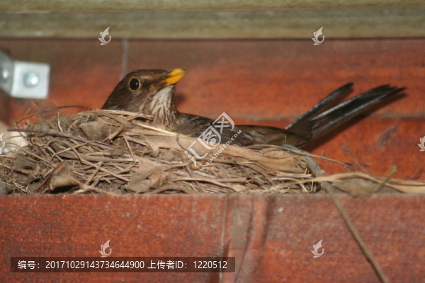 鳥(niǎo)