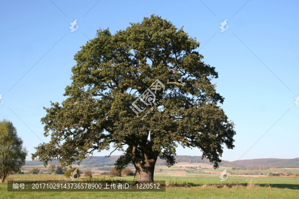 tree
