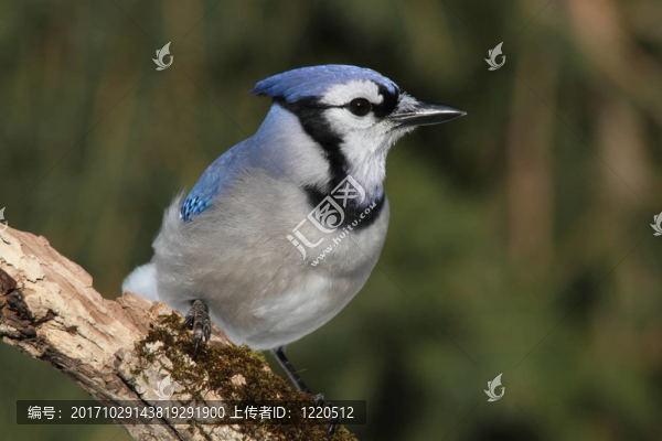 藍鳥