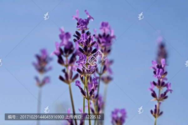薰衣草