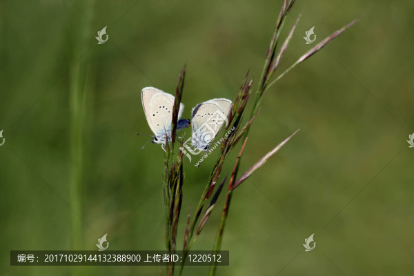 配對(duì)Polyommatus,semiargus