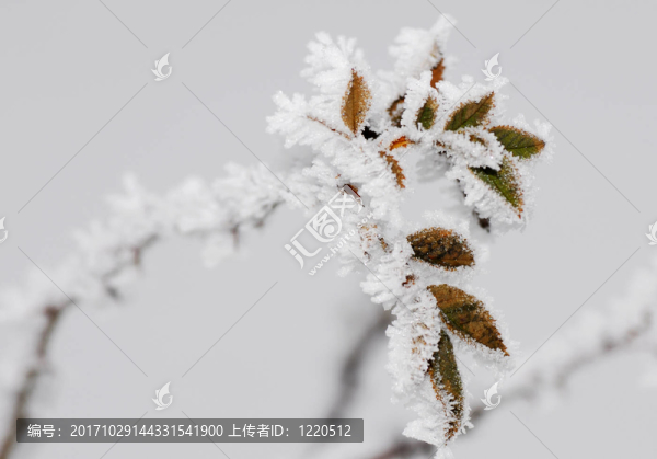 霜葉