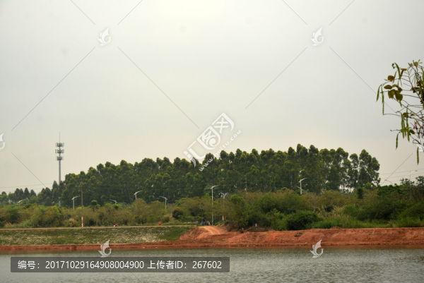 樹林
