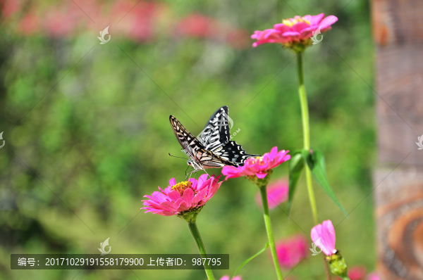 蝴蝶