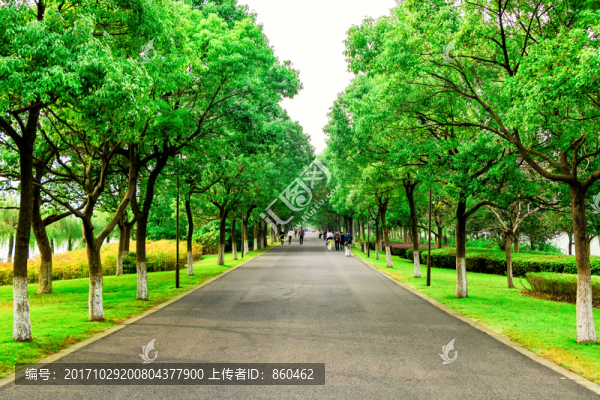 綠道光影
