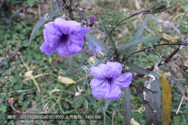 花