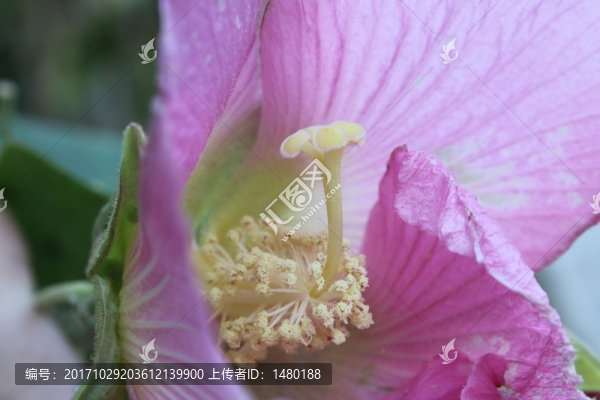 花蕊