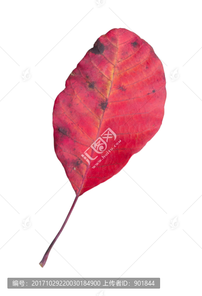 美麗的紅葉