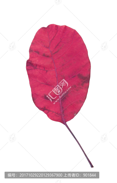 美麗的紅葉
