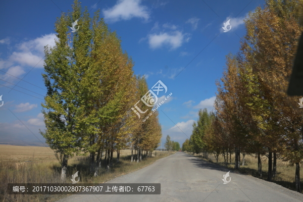 白楊樹,林蔭道