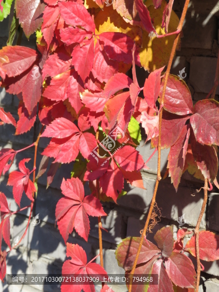 紅葉