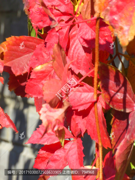紅葉