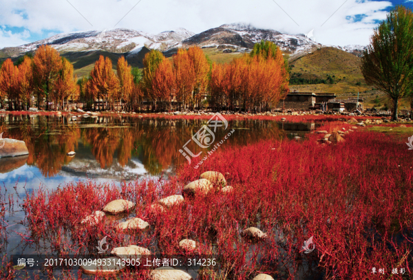 高原紅草地