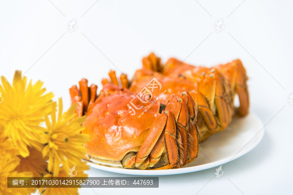 大閘蟹,陽(yáng)澄湖大閘蟹