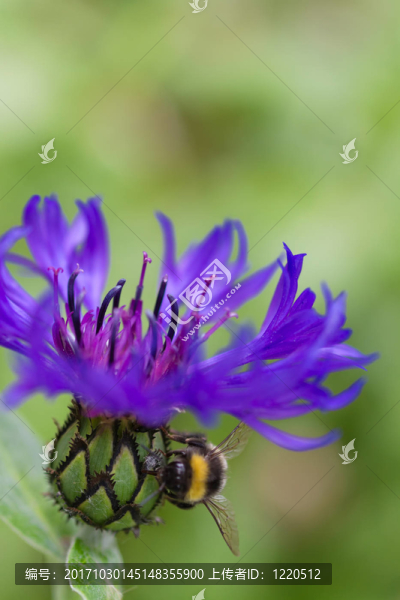 花卉