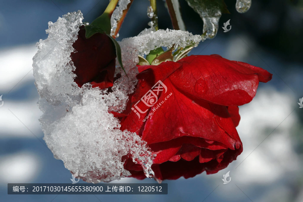 schneerose