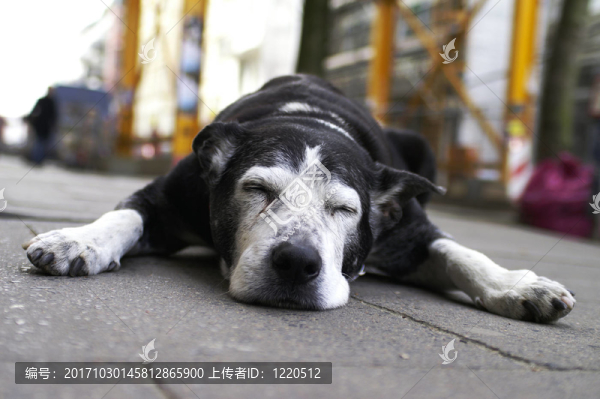 狗行店外2