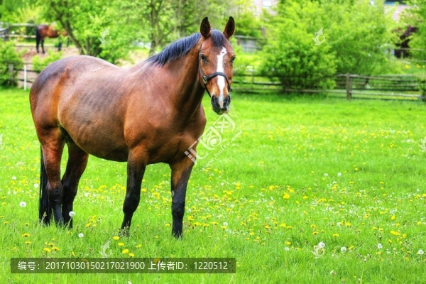 馬