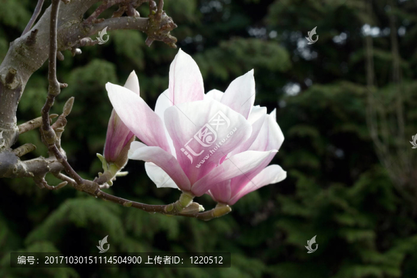 花園
