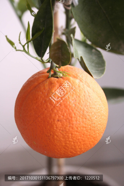 橙
