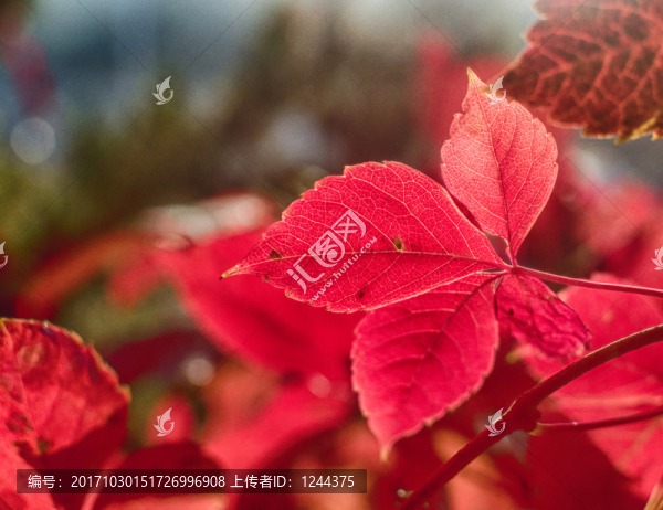 紅葉