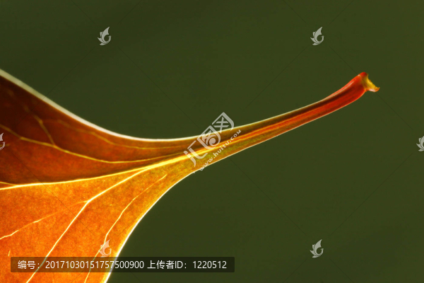 葉