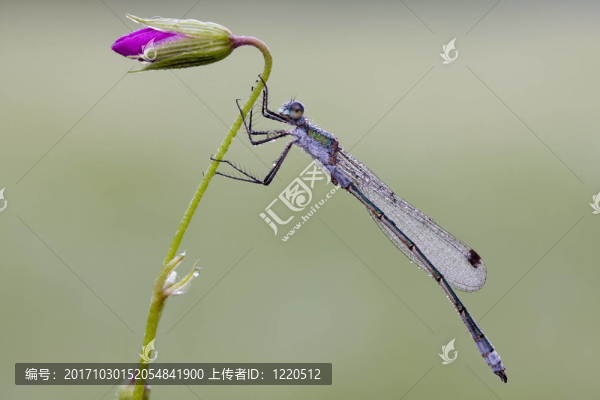 Lestes,sponsa