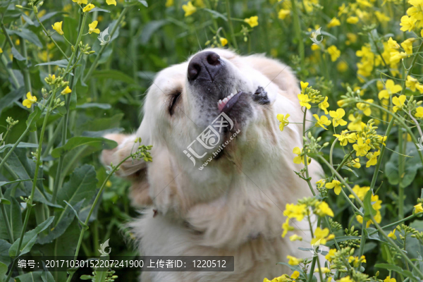 寵物狗