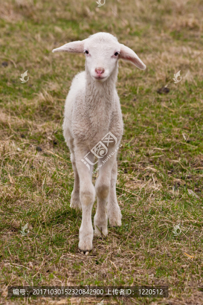 動物