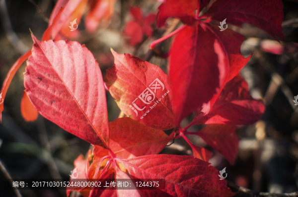 紅葉