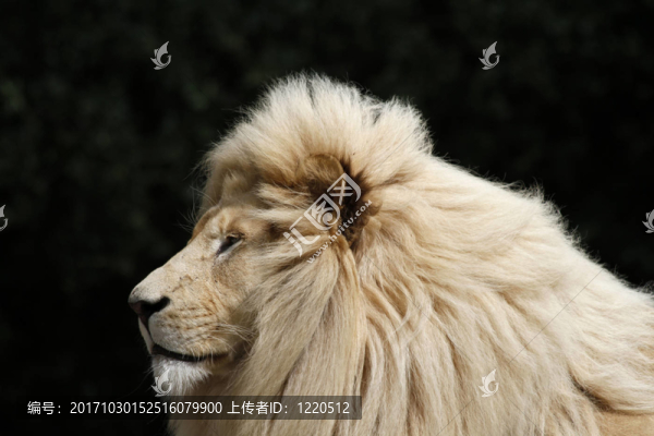 獅子