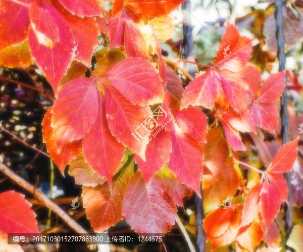 紅葉